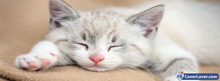 Sleepy Cat Facebook Covers Fbcoverlover Com